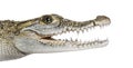 Close-up Of The Head Of A Philippine Crocodile With Its Mouth Wide Open, Showing Its Fangs, Crocodylus Mindorensis, Isolated On