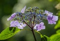 Close up of the head of a pink and blue flowering Hydrangea Royalty Free Stock Photo