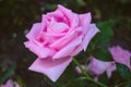Pink rose on a dark background, garden fower