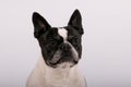 A close up head portrait of a beautiful old french bulldog in front of a white background Royalty Free Stock Photo