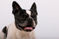 A close up head portrait of a beautiful old french bulldog in front of a white background Royalty Free Stock Photo