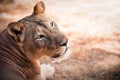 Close up head portrait of beautiful wild lioness looking at camera.