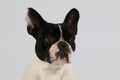 A close up head portrait of a black and wite french bulldog in front of a white backgrund Royalty Free Stock Photo