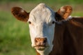 Close up head portrait of a brown and white cow Royalty Free Stock Photo