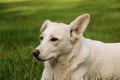 A close up head portrait of a mixed breeded dog in the garden