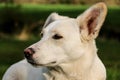 A close up head portrait of a mixed breeded dog in the garden