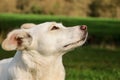 A close up head portrait of a mixed breeded dog in the garden