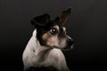 A close up head portrait of an old tricolored jack russell terrier in the dark studio