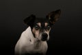 A close up head portrait of an old tricolored jack russell terrier in the dark studio