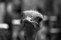 Close up head portrait of ostrich looking at you, Black and White Royalty Free Stock Photo