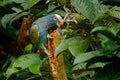 Close-up of head. Portrait of parrot, green leave. Pair of birds, green and grey parrot, White-crowned Pionus, White-capped Parrot