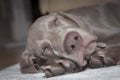 Close-up head portrait of a purebred weimaraner puppy sleeping on a carpet Royalty Free Stock Photo
