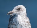 Close up head portrait of seagull with blue ocean background Royalty Free Stock Photo