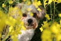 a Close-up head portrait of a small cute mixed breed dog sitting in a rapeseed field and looking through the yellow flowers Royalty Free Stock Photo