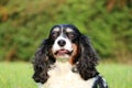 a close up head portrait of a tricolored cavalier king spaniel