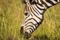 Close-up head portrait of a Zebra Equus quagga eating grass, Ithala Game Reserve, KwaZulu-Natal, South Africa Royalty Free Stock Photo