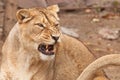 Of the head of a powerful and angry angry female lioness, grinning, slightly open jaws, snarling, symbolizing a pent-up rage in Royalty Free Stock Photo