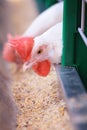 Close-up of the head of a purebred white chicken in a cage on the farm