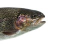 Close-up of head of rainbow trout, isolated