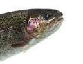 Close-up of head of rainbow trout, isolated