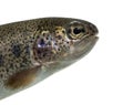 Close-up of head of rainbow trout, isolated