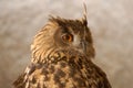 Close-up of the head of a real owl