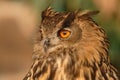 Close-up of the head of a real owl