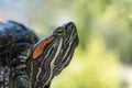 Close-up of the head of the red-eared slider turtle Royalty Free Stock Photo