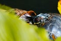 Close up head of a red eared turtle looking into the camera macro nature fauna wallpaper Royalty Free Stock Photo