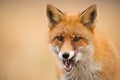 Close-up of head of a red fox, vulpes vulpes, looking straight to the camera licking lips.