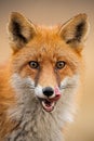 Close-up of head of a red fox, vulpes vulpes, looking straight to the camera licking lips.