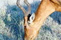 Close up of the head of The Red Harte-beest