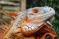 portrait of red iguanas chameleon or lizard. close-up shot head of reptile. Royalty Free Stock Photo