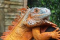 portrait of red iguanas chameleon or lizard. close-up shot head of reptile. Royalty Free Stock Photo