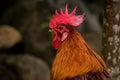 Close up head of red jungle fowl against blur background Royalty Free Stock Photo