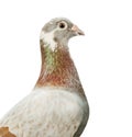 Close up head of red mealy feather color homing pigeon bird isolated white background Royalty Free Stock Photo