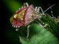 Close up on the head of a red shield bug or stink bug Royalty Free Stock Photo