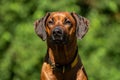 Close-up of the head of a Rhodesian Ridgeback