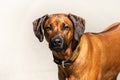 Close-up of the head of a Rhodesian Ridgeback