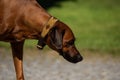 Close-up of the head of a Rhodesian Ridgeback