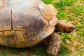 Close up of the head and right front leg of an old tortoise