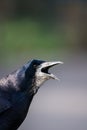 Close up of a the head of a Rook Corvus frugilegus calling