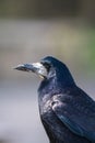 Close up of a the head of a Rook Corvus frugilegus