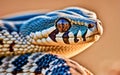 Close-up of the head of a royal python.