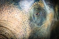 Close up head with sad eye of albino elephant chained. Royalty Free Stock Photo