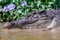 Close up of the head of a saltwater crocodile