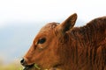 A close-up of the head of a scalper grazing outdoors Royalty Free Stock Photo