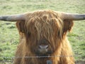 Close up of the head of a scottish highlander Bos taurus var.highland with grass in the background