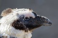 Close up head of a scruffy moulting molting penguin bird.