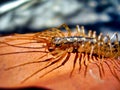 Scutigera coleoptrata